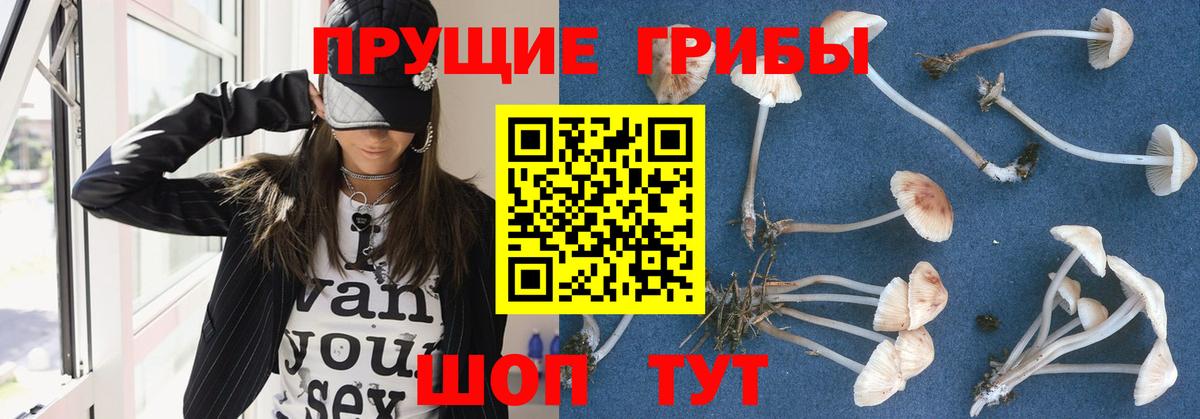 Галлюциногенные грибы Psilocybine cubensis Шелехов